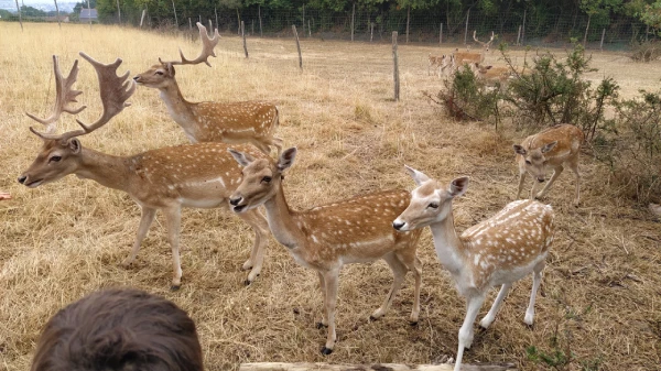 camping à la ferme à Angers